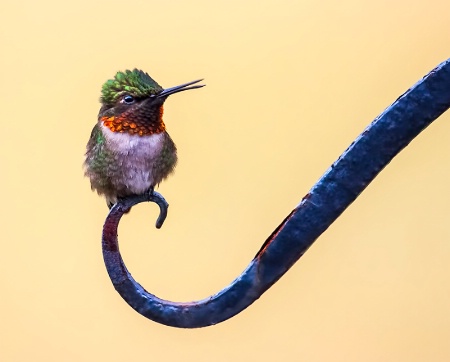 Hummingbird Perch