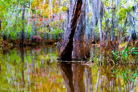 Colors of the Bayou