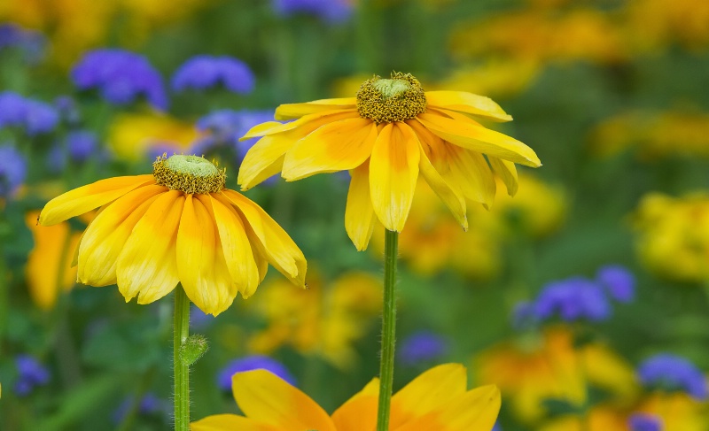 Daisies