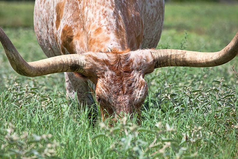 Weed-Eater