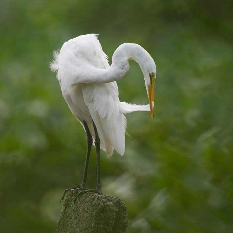 Great White Egret Preening