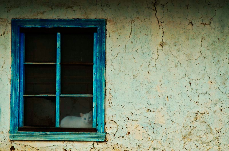 CAT AND WINDOW 