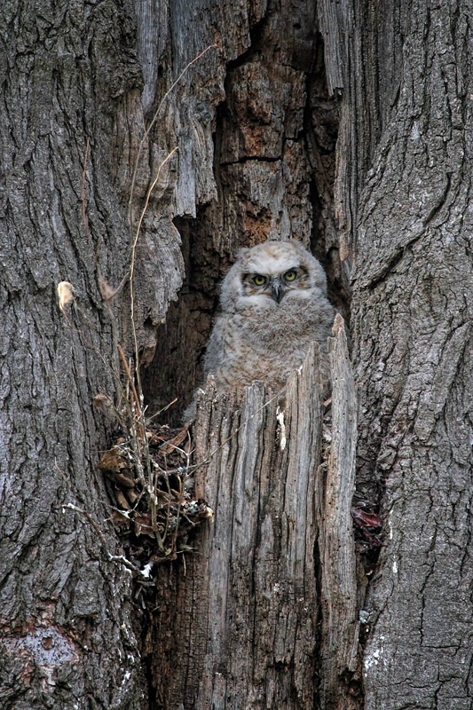 Getting Ready to Fledge