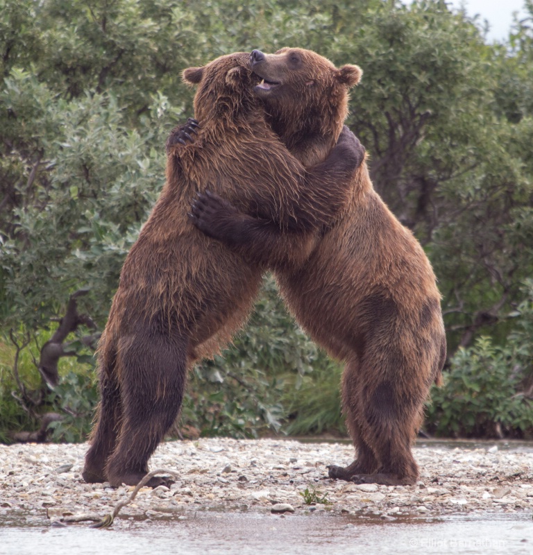 Alaskan Bear Hug
