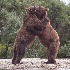 © Elliot Barnathan PhotoID# 14056984: Alaskan Bear Hug