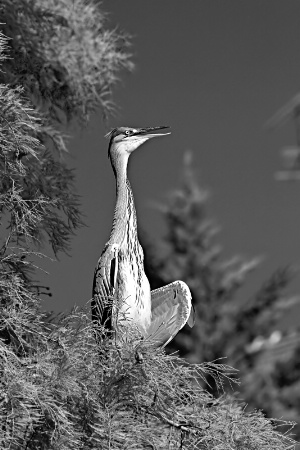 Heron