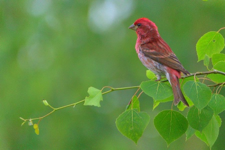 Purple finch 