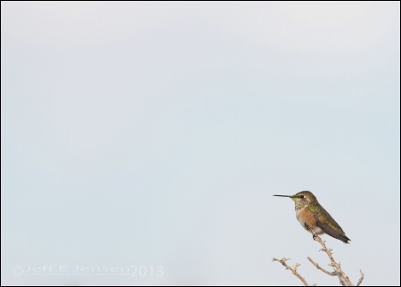 Big Sky, Little Bird