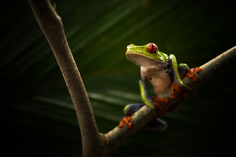 Red-eyed tree frog