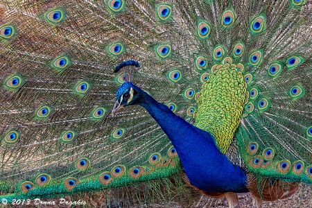 Peacock Personality