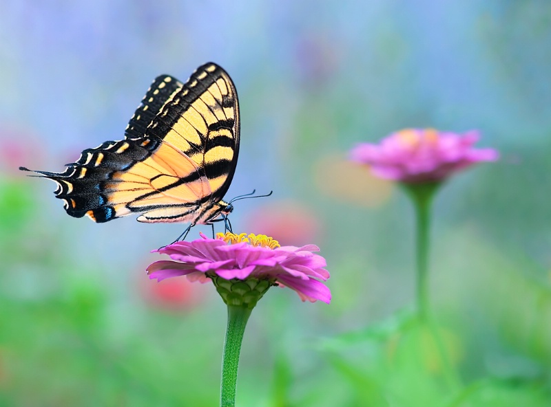 Swallowtail Butterfly