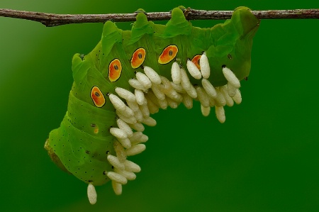 Pandorus Sphinx with Parasites