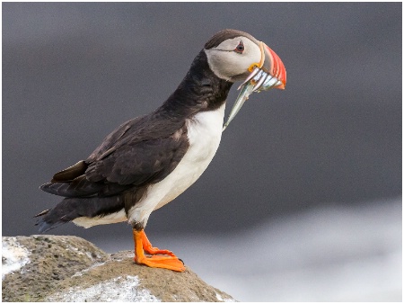 Puffin