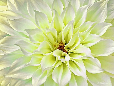 Delightful Dahlia 