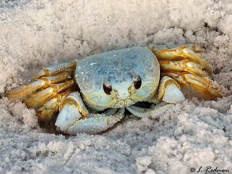 Feeling Crabby