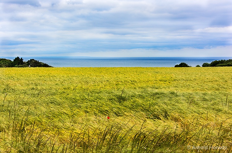 Wheat Field with Loan Poppy