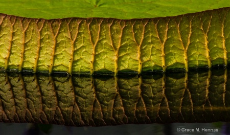 Lily Pad Detail