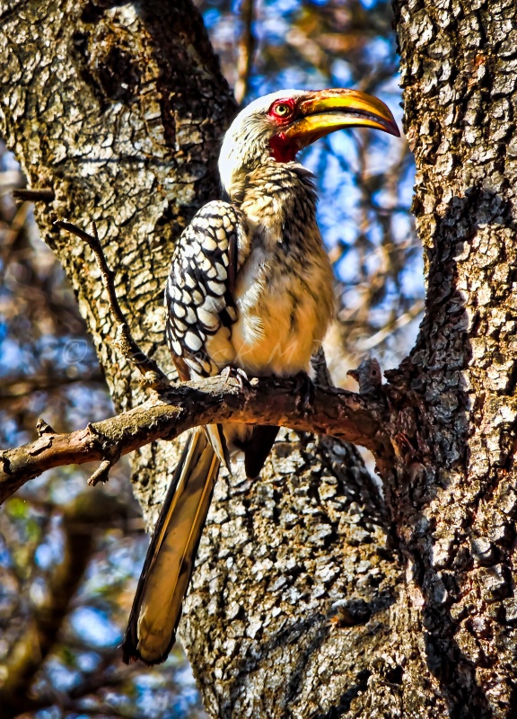 ~ ~ AFRICAN RED-BILLED HORNBILL ~ ~