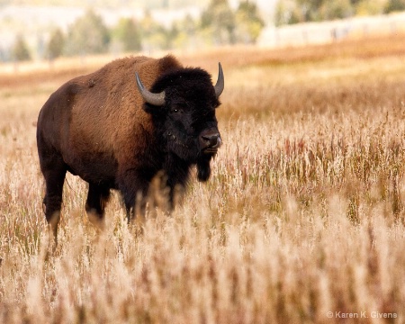 Wyoming Bison