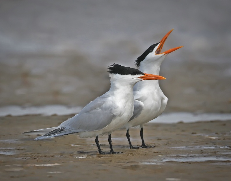 Tern Pair