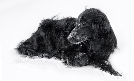 Black dog white snow