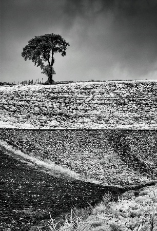 crops and tree