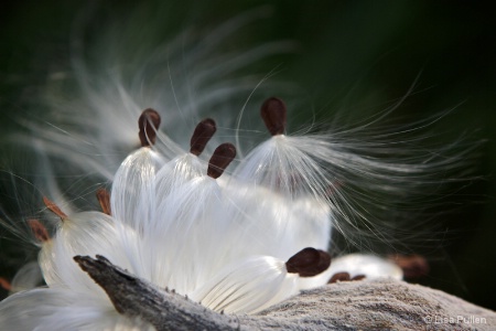 Milkweed Angels