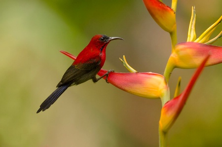 Sunbird