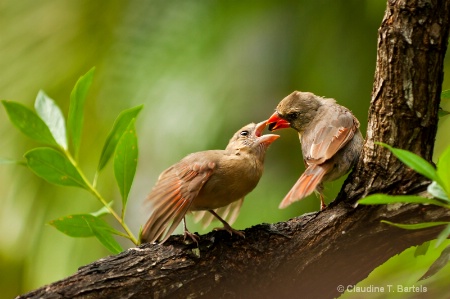 Mama feeding baby 