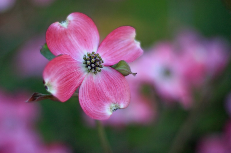 Gerry's Dogwood