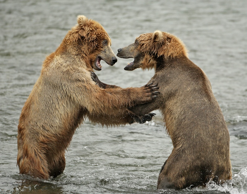 Dancing Bears