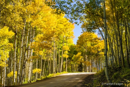  mg 7637 Autumn Along The Aspen Way