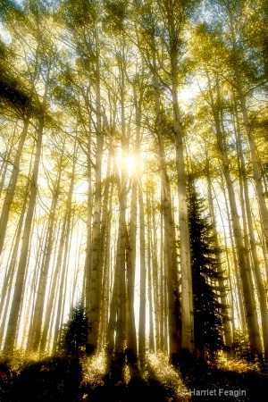  mg 7695  through the aspens 2  dc