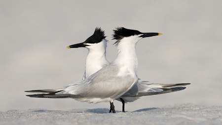 Sandwich Terns