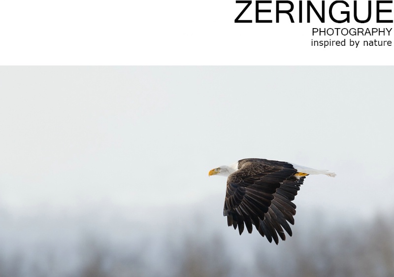Welcome to zeringuephoto.com