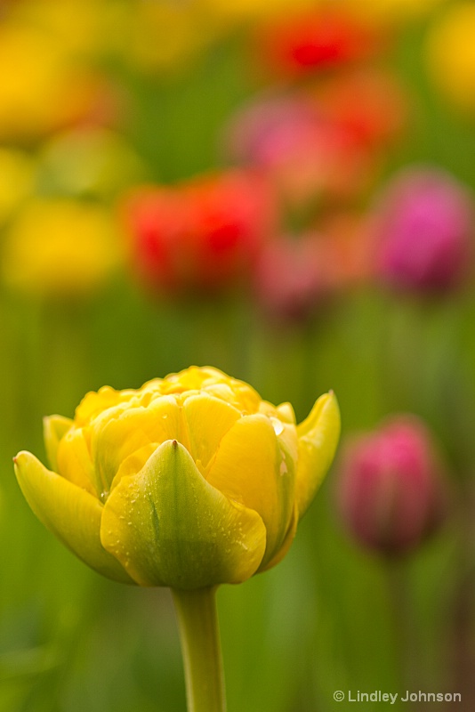 Tulip Time