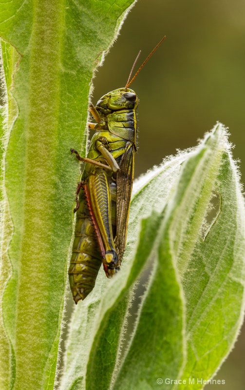 Grasshopper