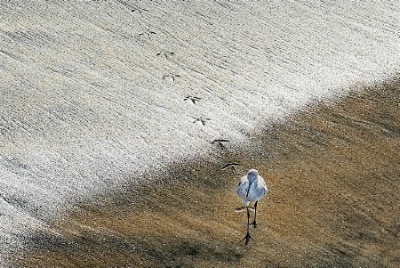 shorebird