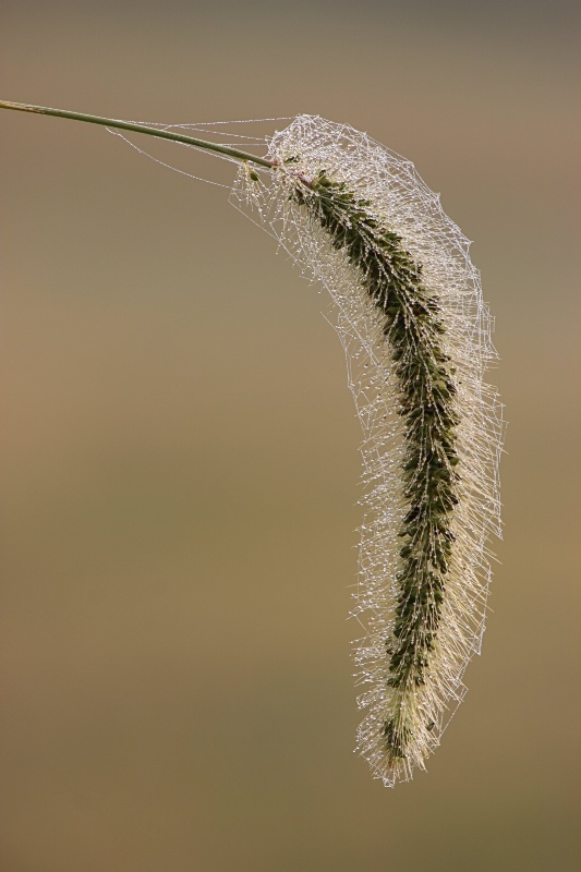 Weed Web