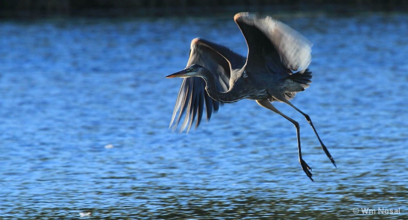 Hovering Heron 2013