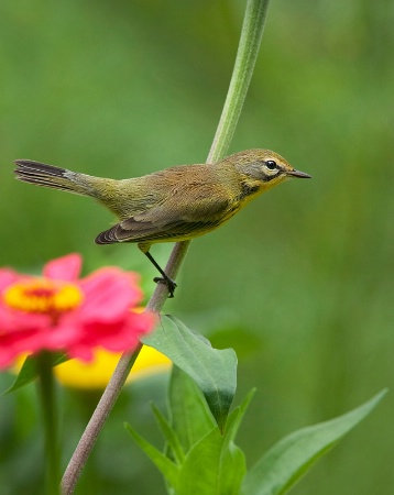 Warbler in the Garden