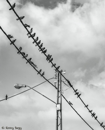 Street Lamp and Birds