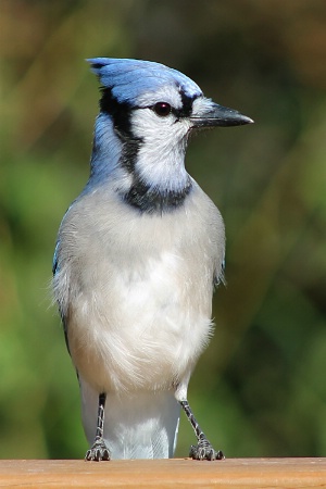 Blue Jay