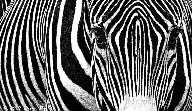 Zebra Stripes