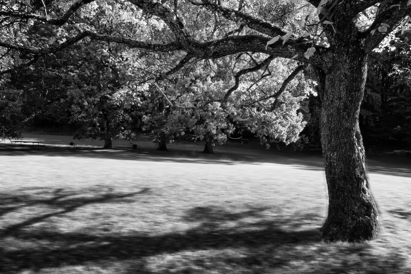 Whisper tree