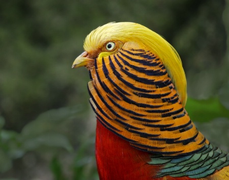 Golden Pheasant 