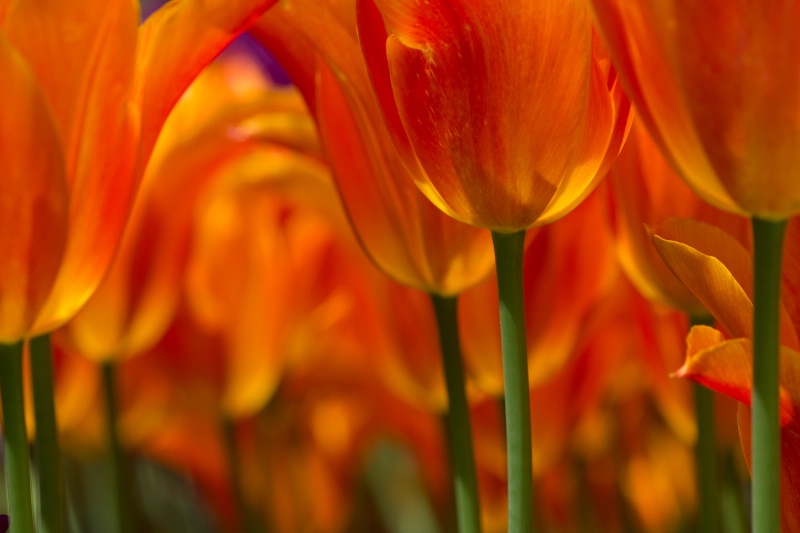 Tulips