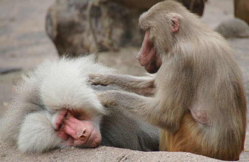 Tierpark Hagenbeck in October XIX