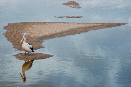 Brunswick Pelican.