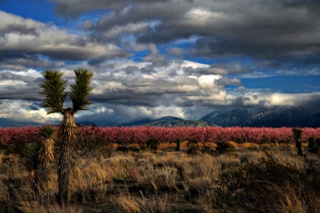 Desert Landscape and Clouds